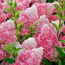 Vanilla strawberry hydrangea for sale  Enoree