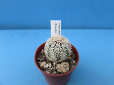 Echinocereus ctenoides 2.8cm for sale  BIRMINGHAM