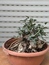 Olivastro bonsai olea usato  Italia