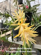 Rooted epiphyllum orchid for sale  San Jose