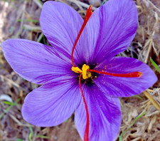 Pcs saffron spice for sale  Marietta