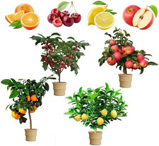 Organic heirloom dwarf for sale  Springfield