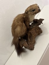 Ausgestopfte marder tierpräpa gebraucht kaufen  Essen