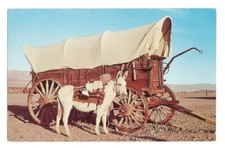 Donkey burro postcard for sale  USA