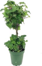 English ivy globe for sale  USA