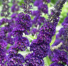 Buddleja davidii purple for sale  Hollister