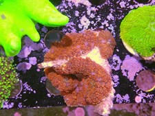 Red rhodactis mushroom for sale  CLACTON-ON-SEA