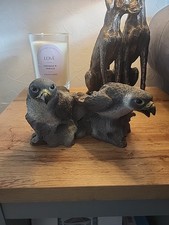 falcon bird for sale  SCARBOROUGH