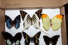 Echte schmetterlinge tropische gebraucht kaufen  Pliezhausen