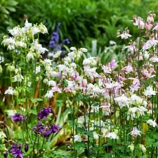 Dwarf european columbine for sale  Sevierville