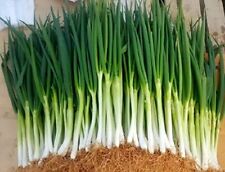 Frühlingszwiebel allium fistu gebraucht kaufen  Versand nach Germany