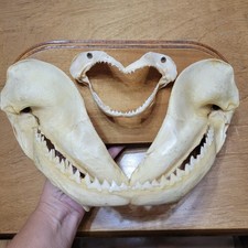 Real shark mouth for sale  Mc Clure