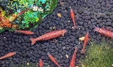 red shrimp cherry for sale red shrimp cherry for sale Fennville