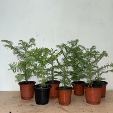 Dawn redwood metasequoia for sale  GRAYS