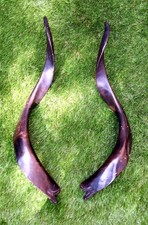 Pair polished kudu for sale  BURNLEY