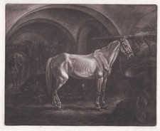 Pferde horses johann gebraucht kaufen  Seubersdorf