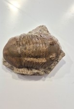 Fossil trilobite very usato  San Martino Dall Argine