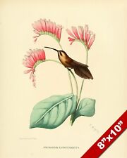 Humming bird perched for sale  South Jordan