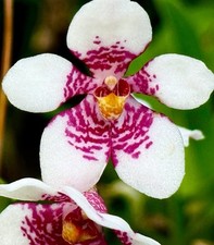 Sarcochilus ibrido nuovo usato  Spedire a Italy