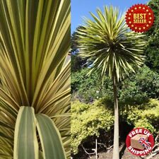 Hardy cordyline australis for sale  OXFORD