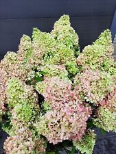 Hydrangea petite flori for sale  STOKE-ON-TRENT