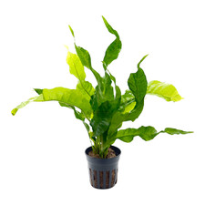 Java fern broad for sale  Fontana