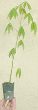 Chorisia speciosa silk for sale  Rosemead