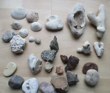 Mixed sea shells for sale  STAFFORD