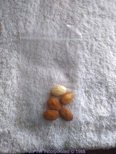 Seeds live 25ft for sale  Hackensack