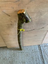 Blackthorn shillelagh unseason for sale  SOUTH MOLTON