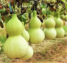 Birdhouse bottle gourd for sale  Pittsburgh