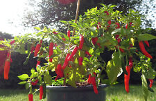 Stefs seeds multibuy for sale  LONDON