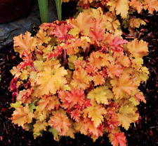 Heuchera marmalade xxl for sale  NORTHWICH