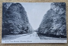 lime tree for sale lime tree for sale  LIVERPOOL