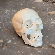 Scientific skull 3b for sale  Lawndale