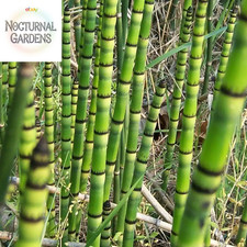Horsetail reed potted for sale  Denver