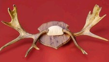 Point moose antlers for sale  Winsted