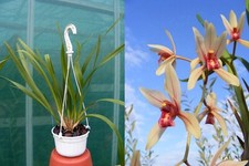 Cymbidium finlaysonianum ensif d'occasion  Fumel