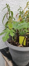 Bouture figuier goutte d'occasion  Orleans-