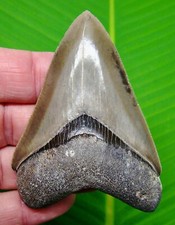 3.45 megalodon shark for sale  Bradenton