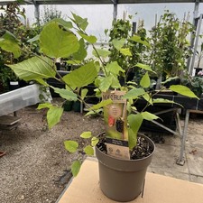 Morus mojo berry for sale Morus mojo berry for sale  HELSTON