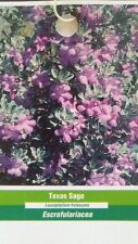 Gal. texas sage for sale  Ben Wheeler