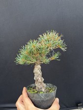 Japanese white pine for sale  Wallkill