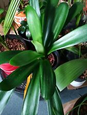 Clivia pflanze etabliert gebraucht kaufen  Koblenz