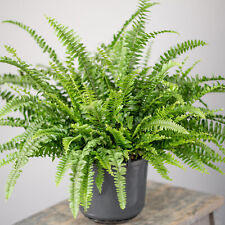 Potted nephrolepis boston for sale  UK