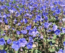 California bluebell wildflower for sale  Sanford