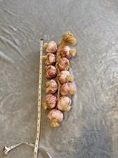 Cerâmica alho rosa 11 lâmpadas corda trançada cozinha parede decoração vegetal vintage comprar usado  Enviando para Brazil