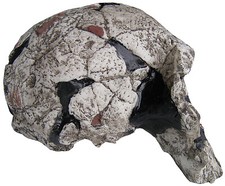 Usado, Crânio do Homo rudolfensis - molde de resina sem suporte comprar usado  Enviando para Brazil