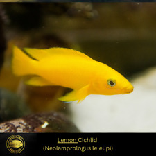 Lemon cichlid neolamprologus for sale  Nanuet