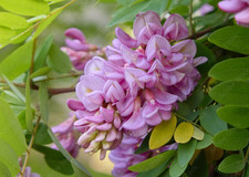 assoalho peroba rosa comprar usado assoalho peroba rosa comprar usado  Enviando para Brazil